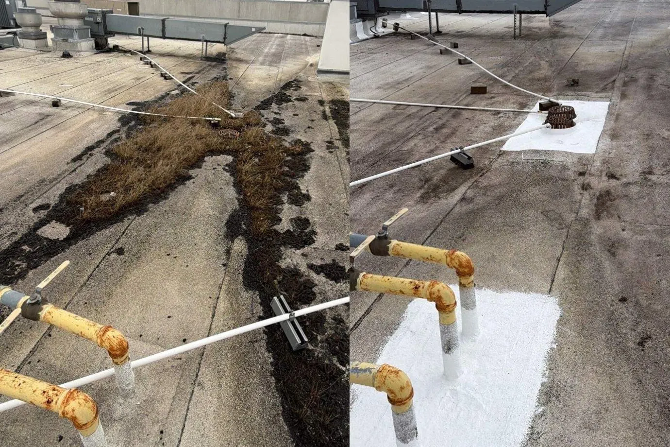 Before and after photos of a low-slope commercial roof, first with a mat of dead grass and dark silt spread along the roof around a roof drain, white pipes running across it and yellow pipes in the foreground, then the drains, a pair of them, cleared and set in a square of white coating, with the bases of the yellow pipes coated white