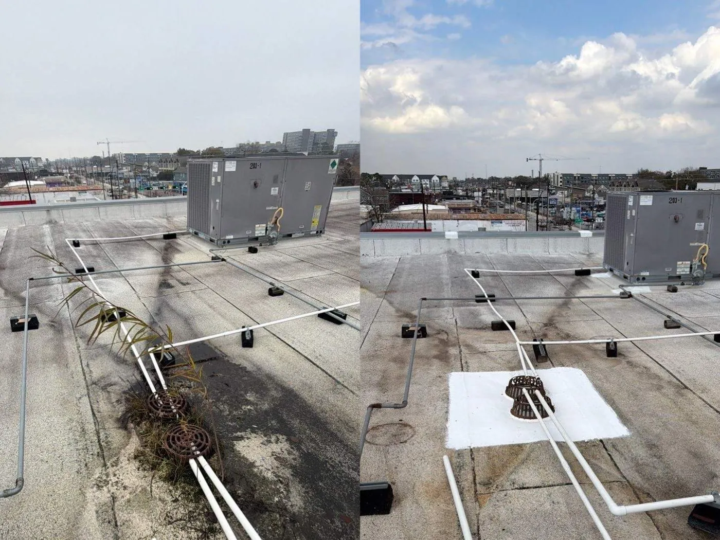 Before and after photos of a pair of roof drains on a low-slope commercial roof beside a rooftop unit, first with a tall plant and grass growing out of the drains among white pipes, then cleared and set in a square of white coating